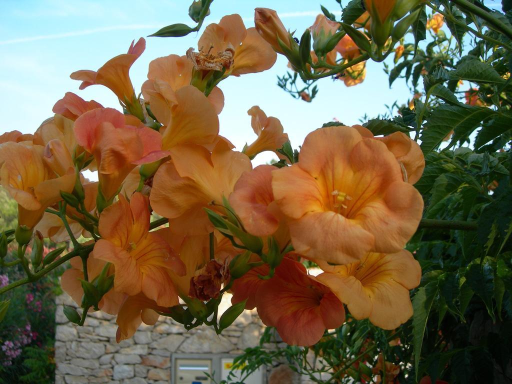 Régusse B&B Villa Les Tamaris מראה חיצוני תמונה